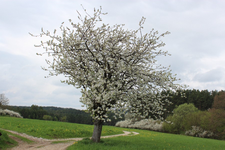 Prunus avium 1