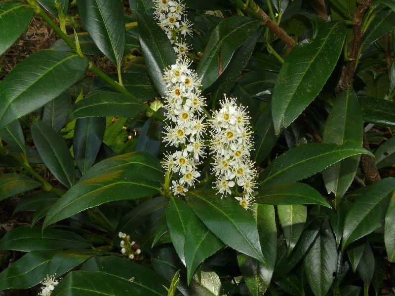 Prunus laurocerasus 1