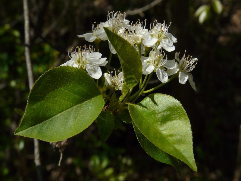 Prunus mahaleb 1