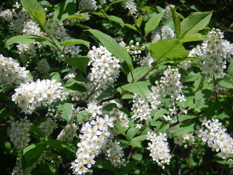 Prunus padus 3