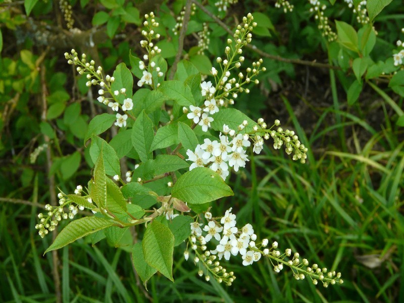 Prunus padus 2