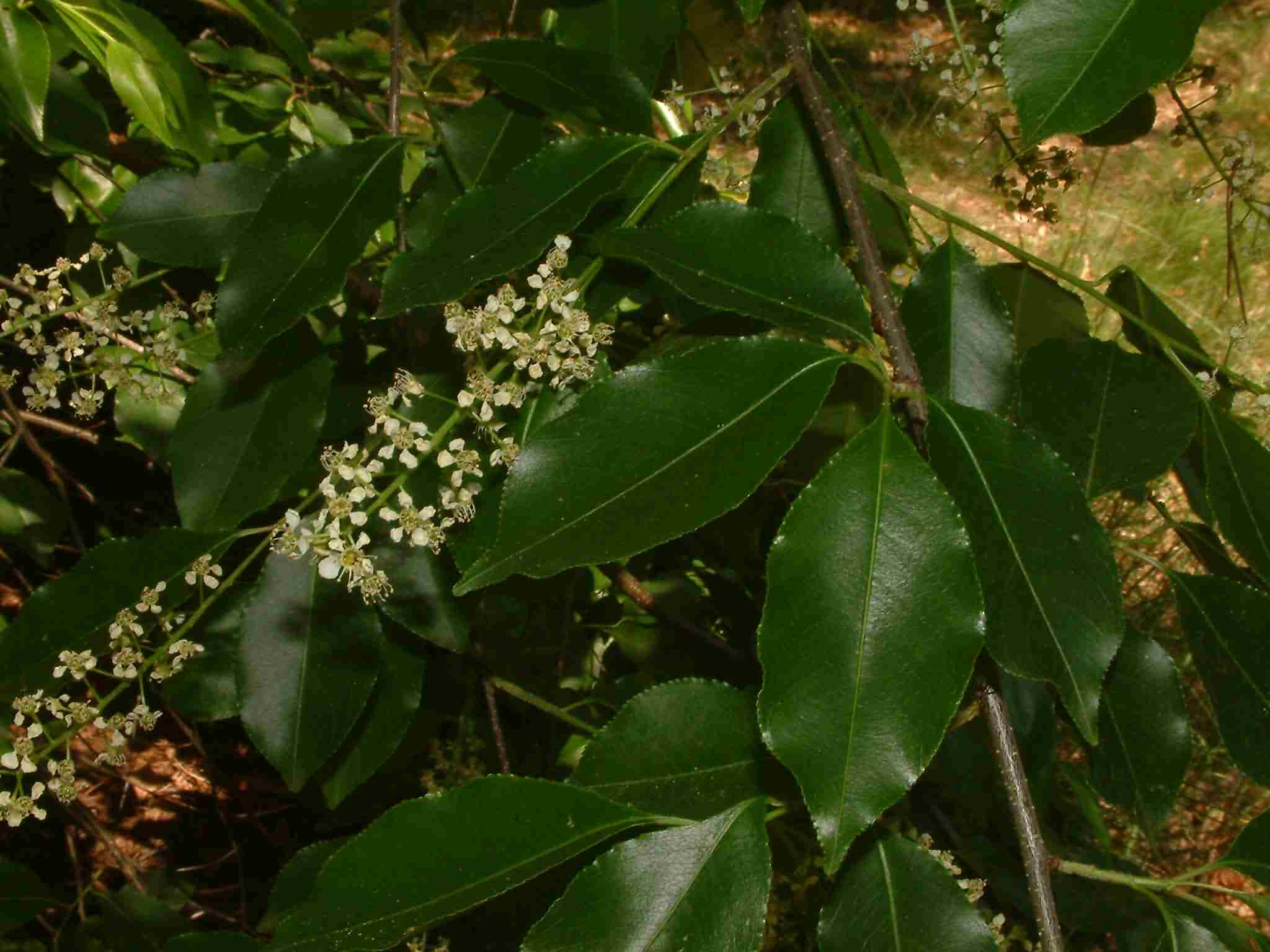 Prunus serotina 1