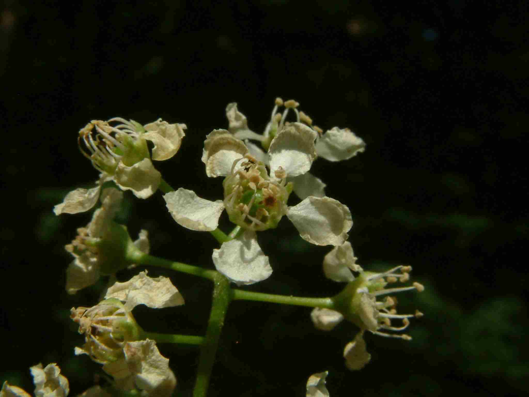 Prunus serotina 2