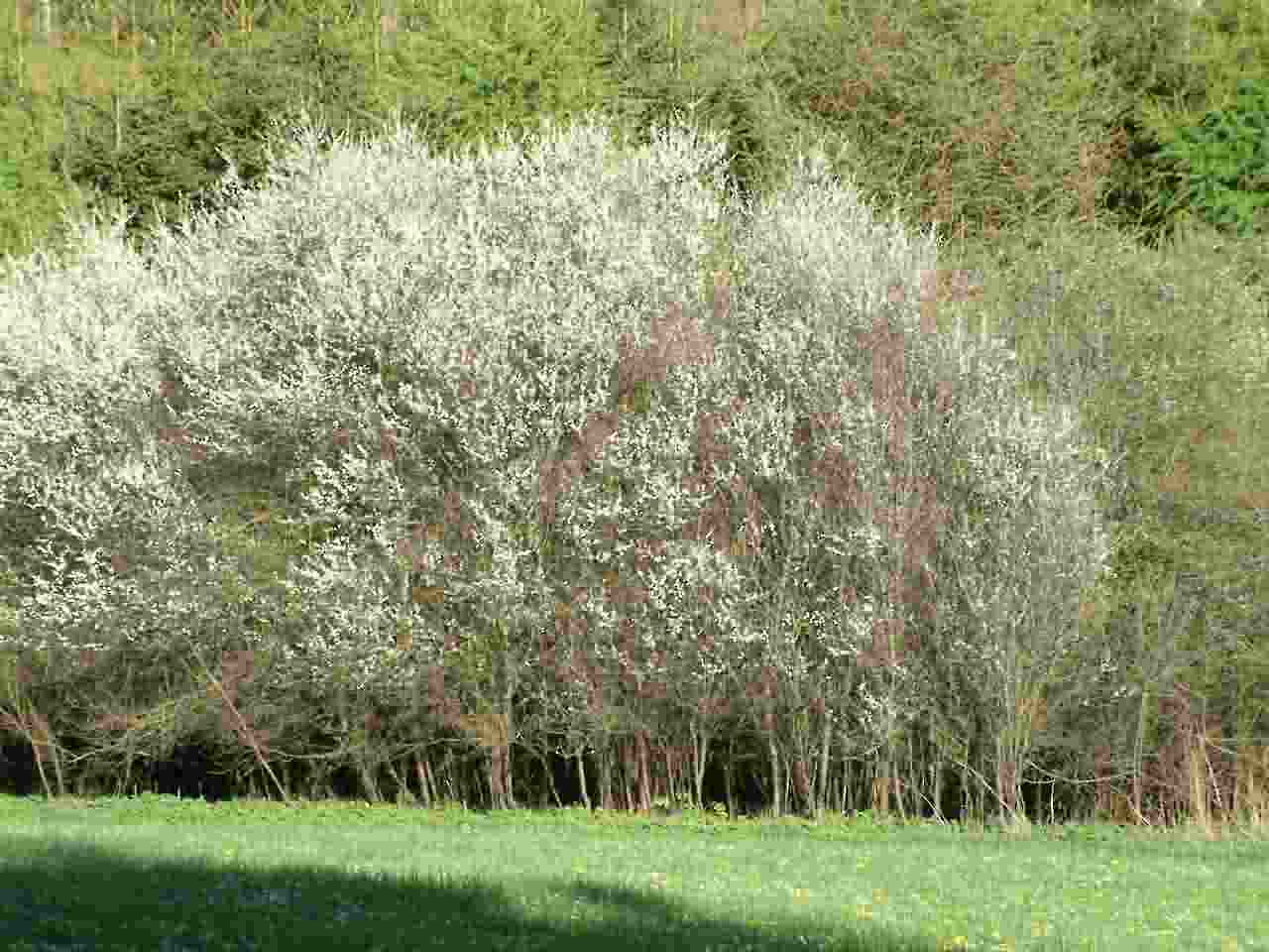 Prunus spinosa 1