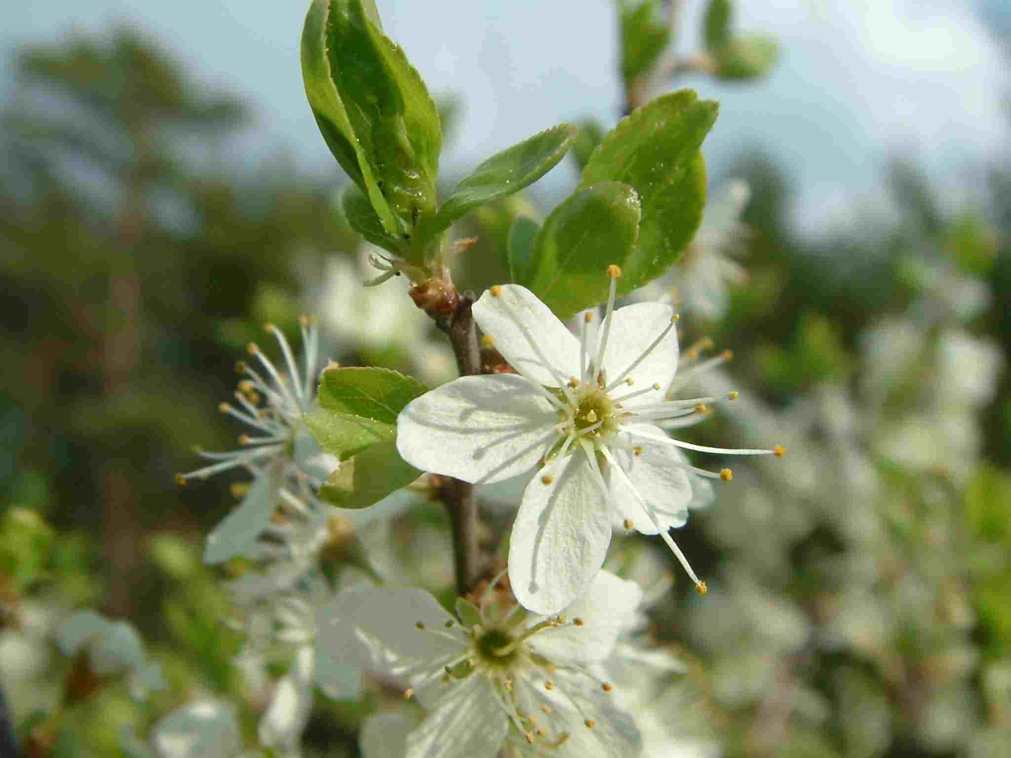 Prunus spinosa 2