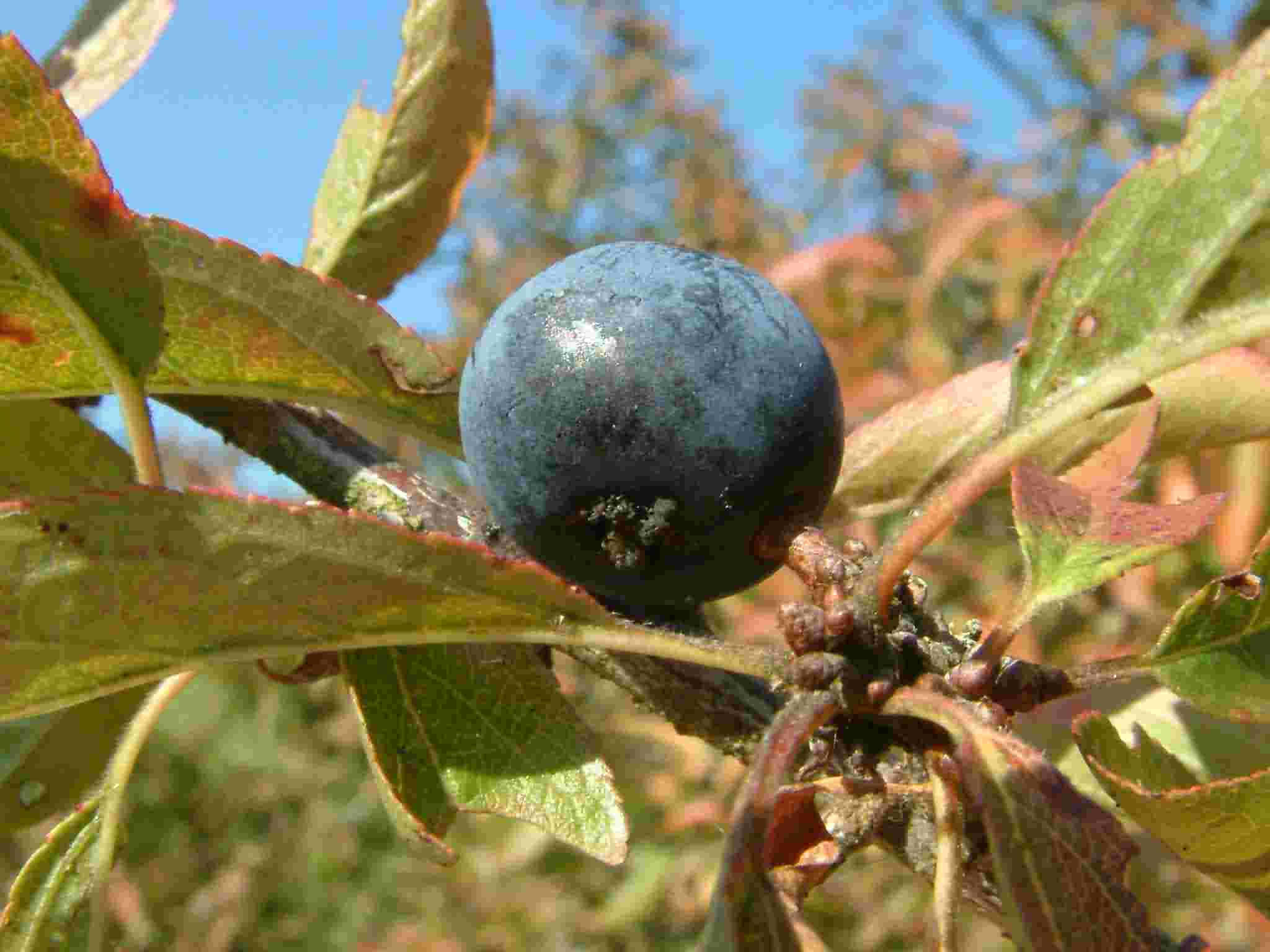 Prunus spinosa 3