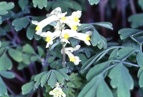 Pseudofumaria alba 1