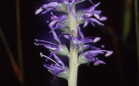 Pseudolysimachion spicatum 2