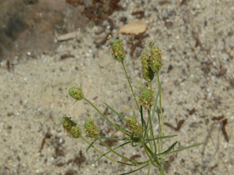 Psyllium arenarium 2