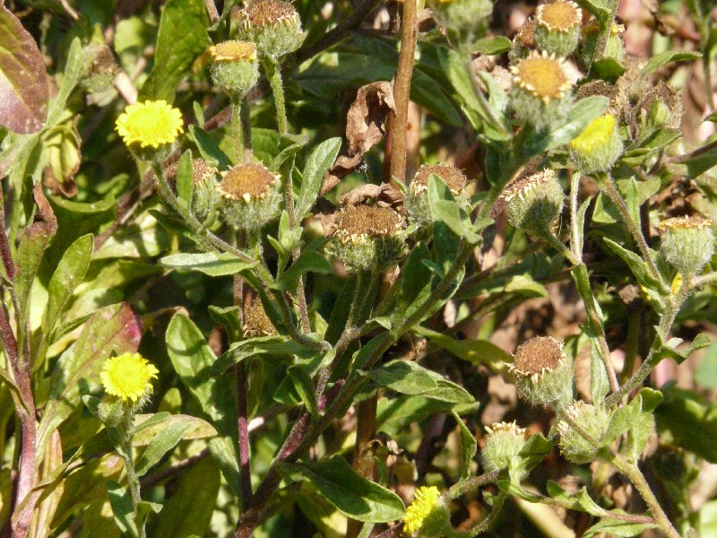 Pulicaria vulgaris 1