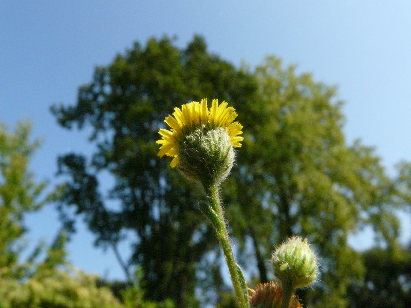 Pulicaria vulgaris 2