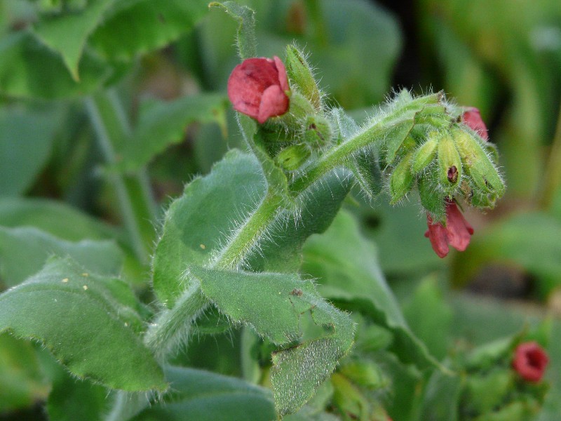 Pulmonaria mollis 2