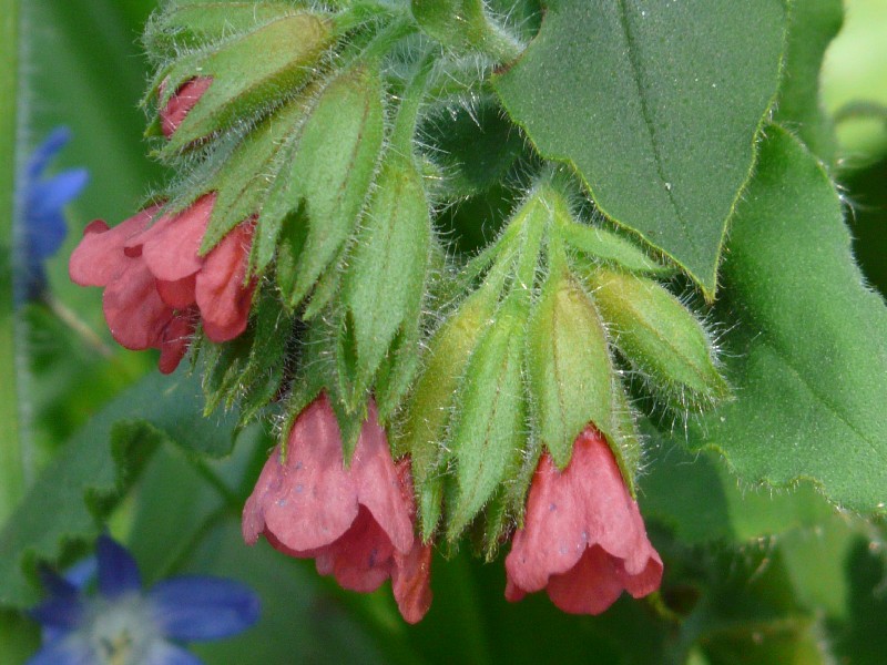 Pulmonaria mollis 3