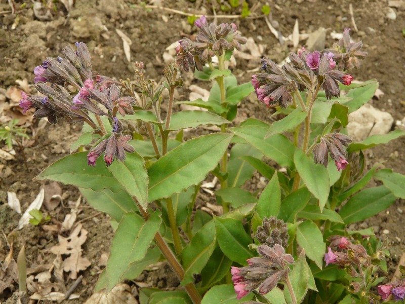 Pulmonaria mollis 1