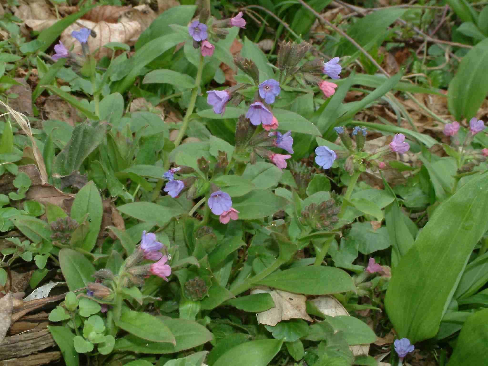 Pulmonaria obscura 1