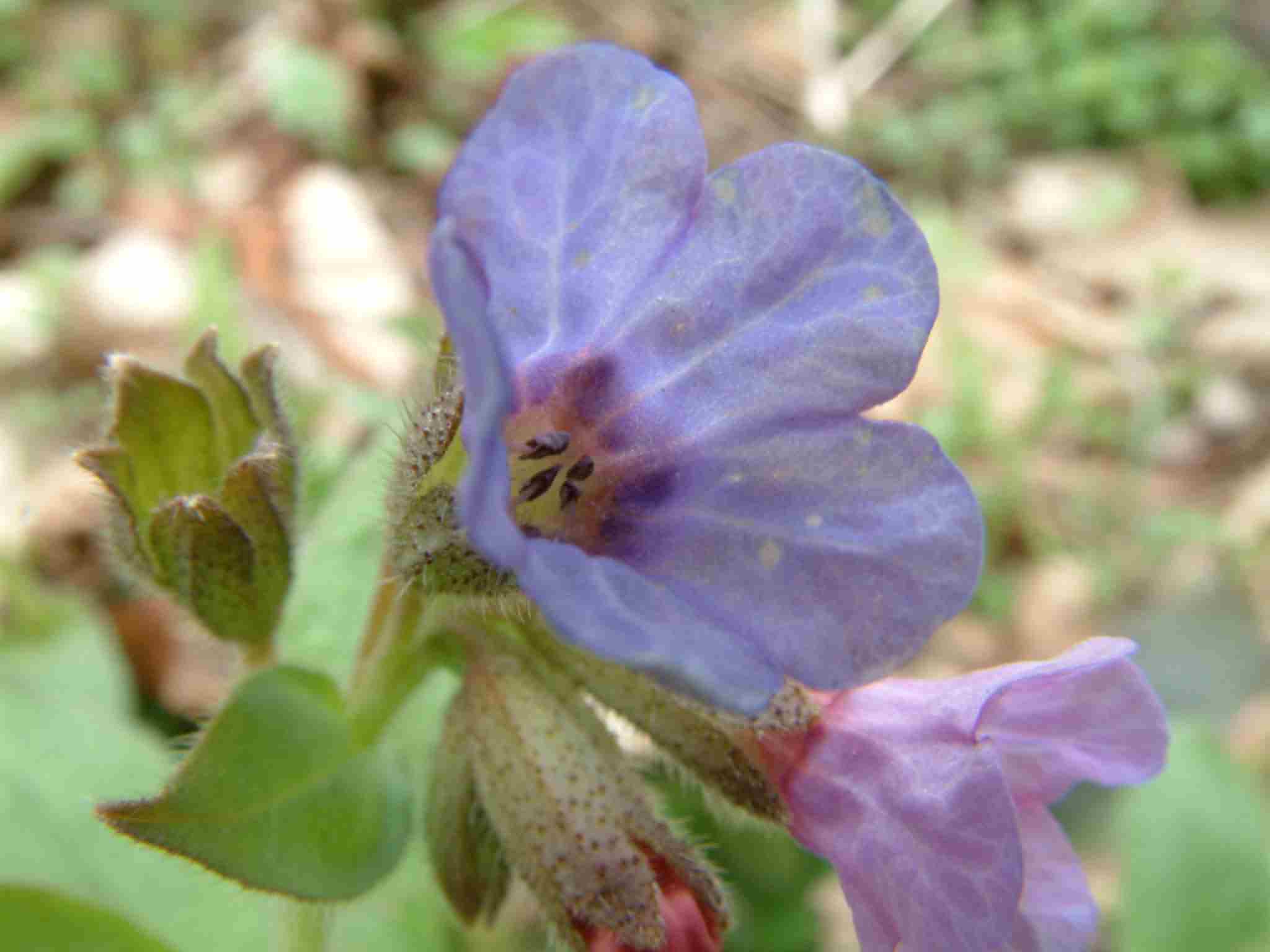 Pulmonaria obscura 2