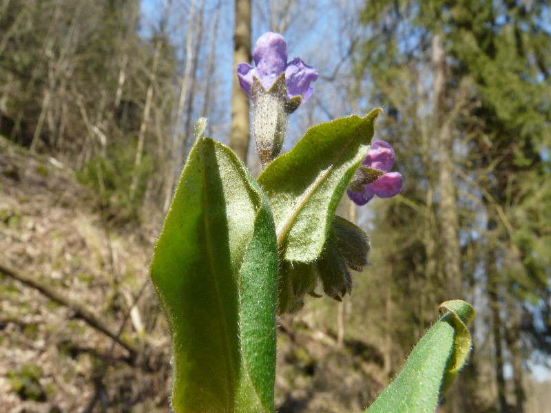 Pulmonaria obscura 3