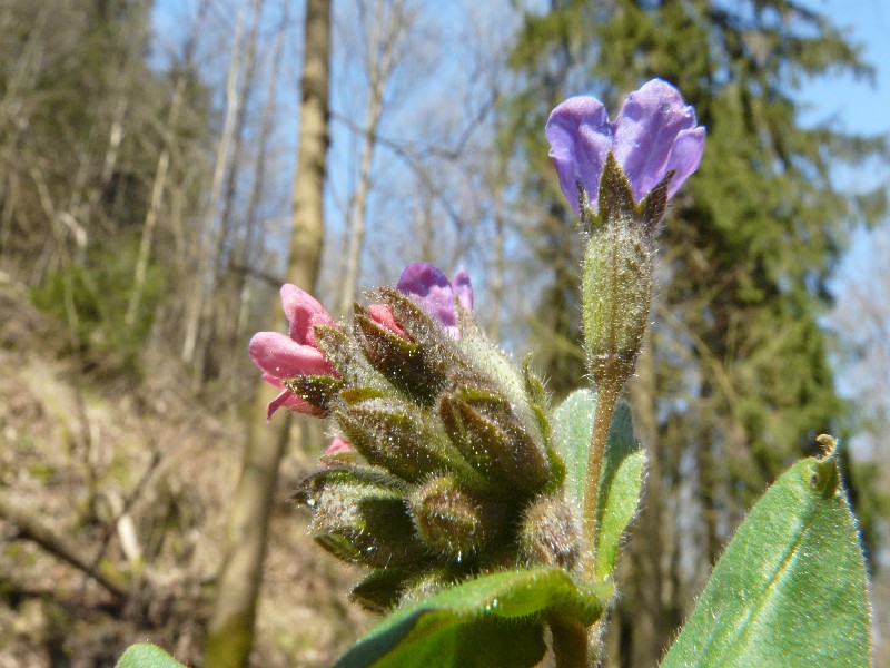 Pulmonaria obscura 4