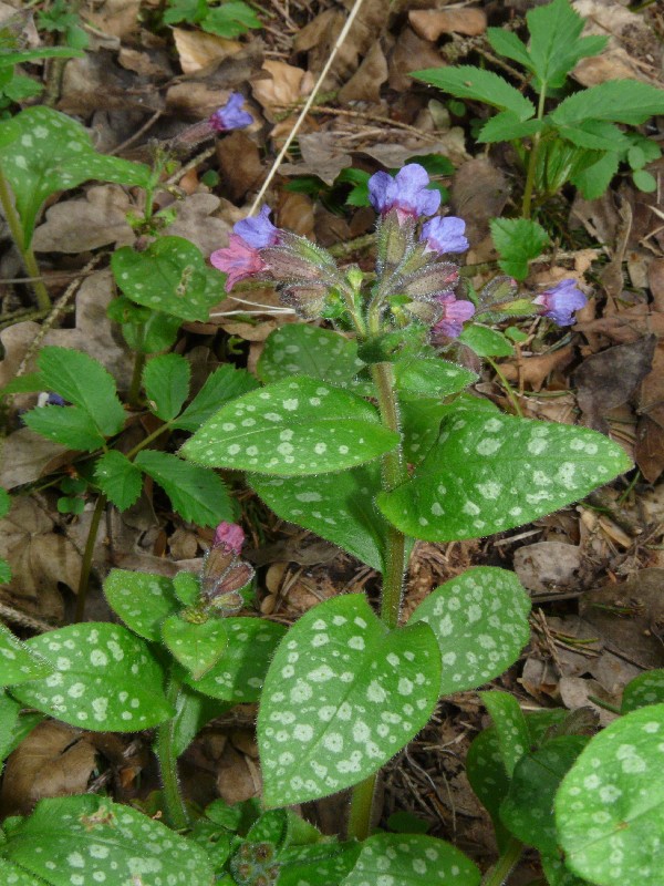 Pulmonaria officinalis 1