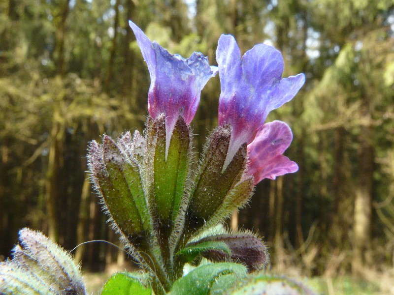 Pulmonaria officinalis 2