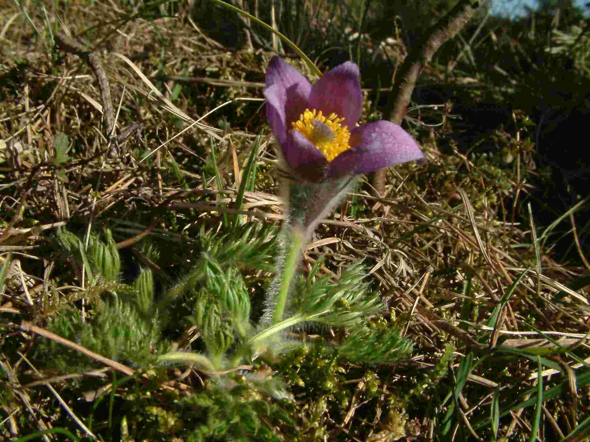 Pulsatilla vulgaris 1