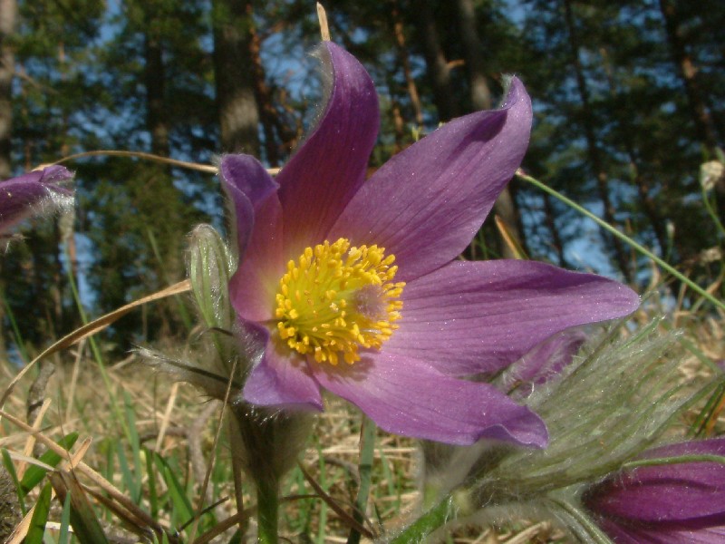 Pulsatilla vulgaris 2