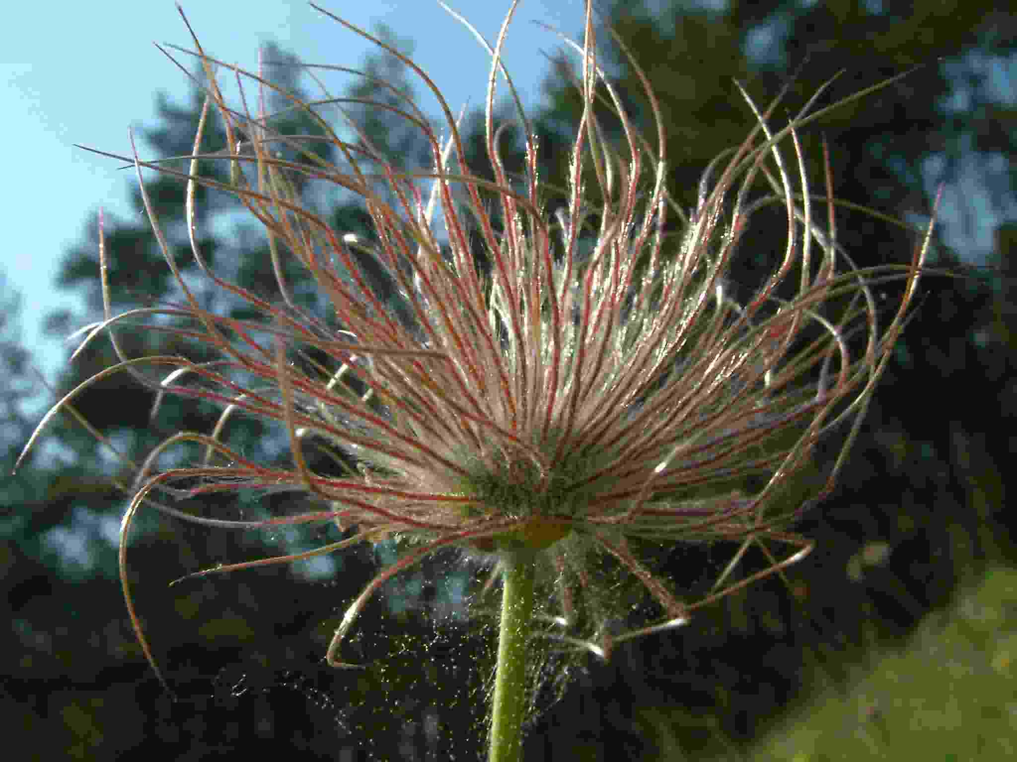 Pulsatilla vulgaris 3