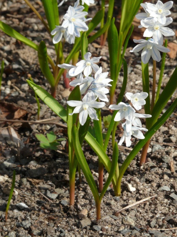 Puschkinia scilloides 1