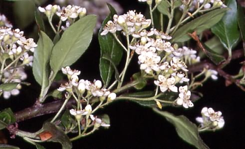 Pyracantha coccinea 1