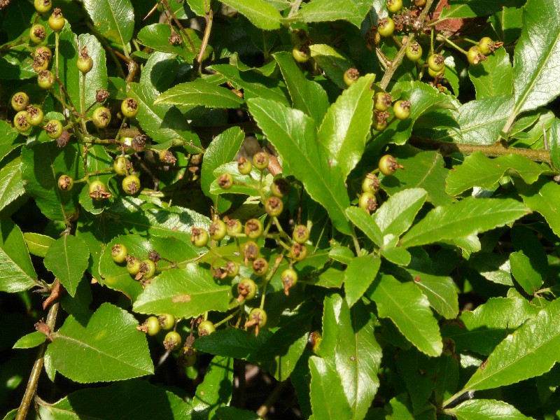 Pyracantha coccinea 2