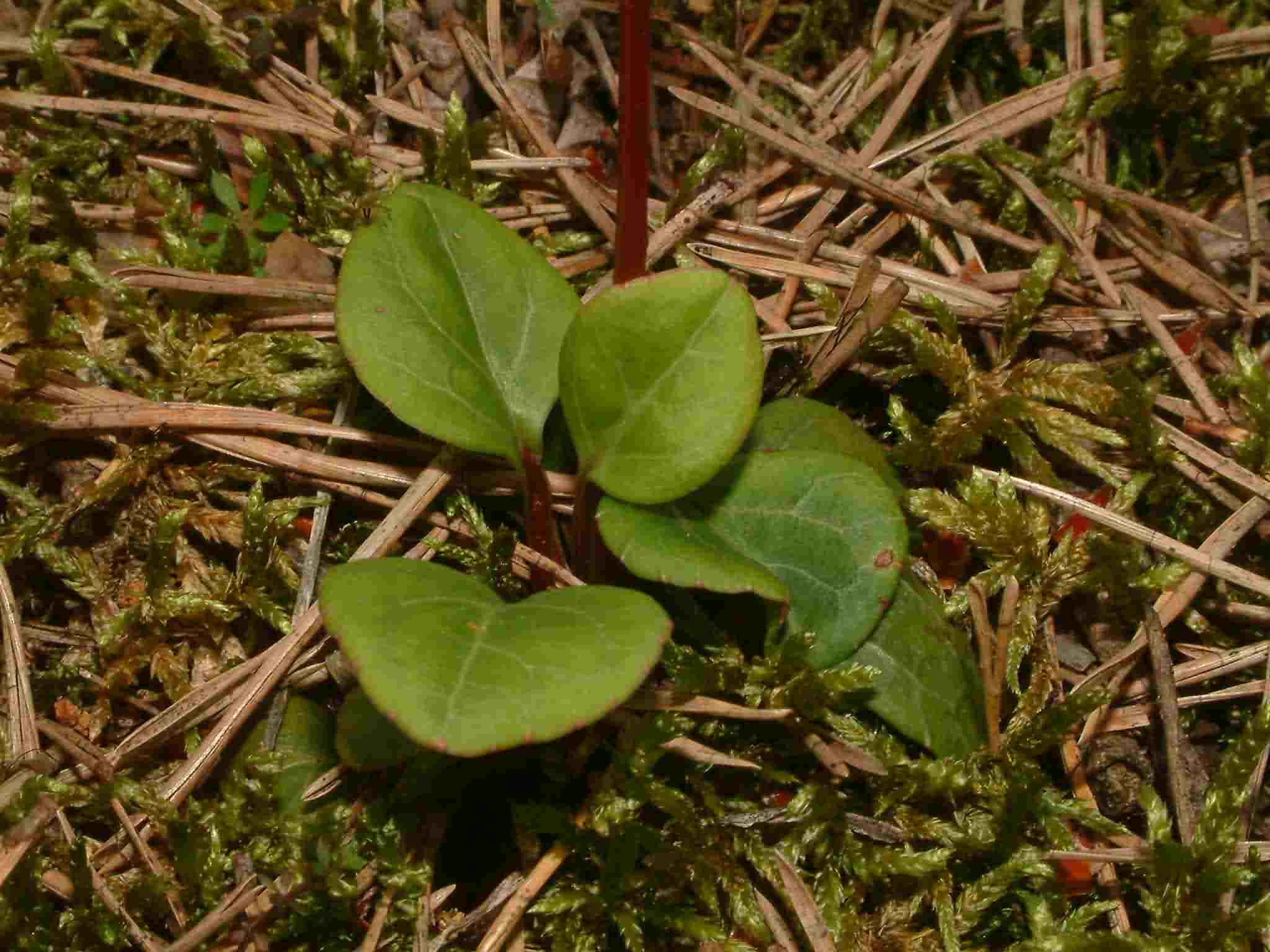 Pyrola chlorantha 3