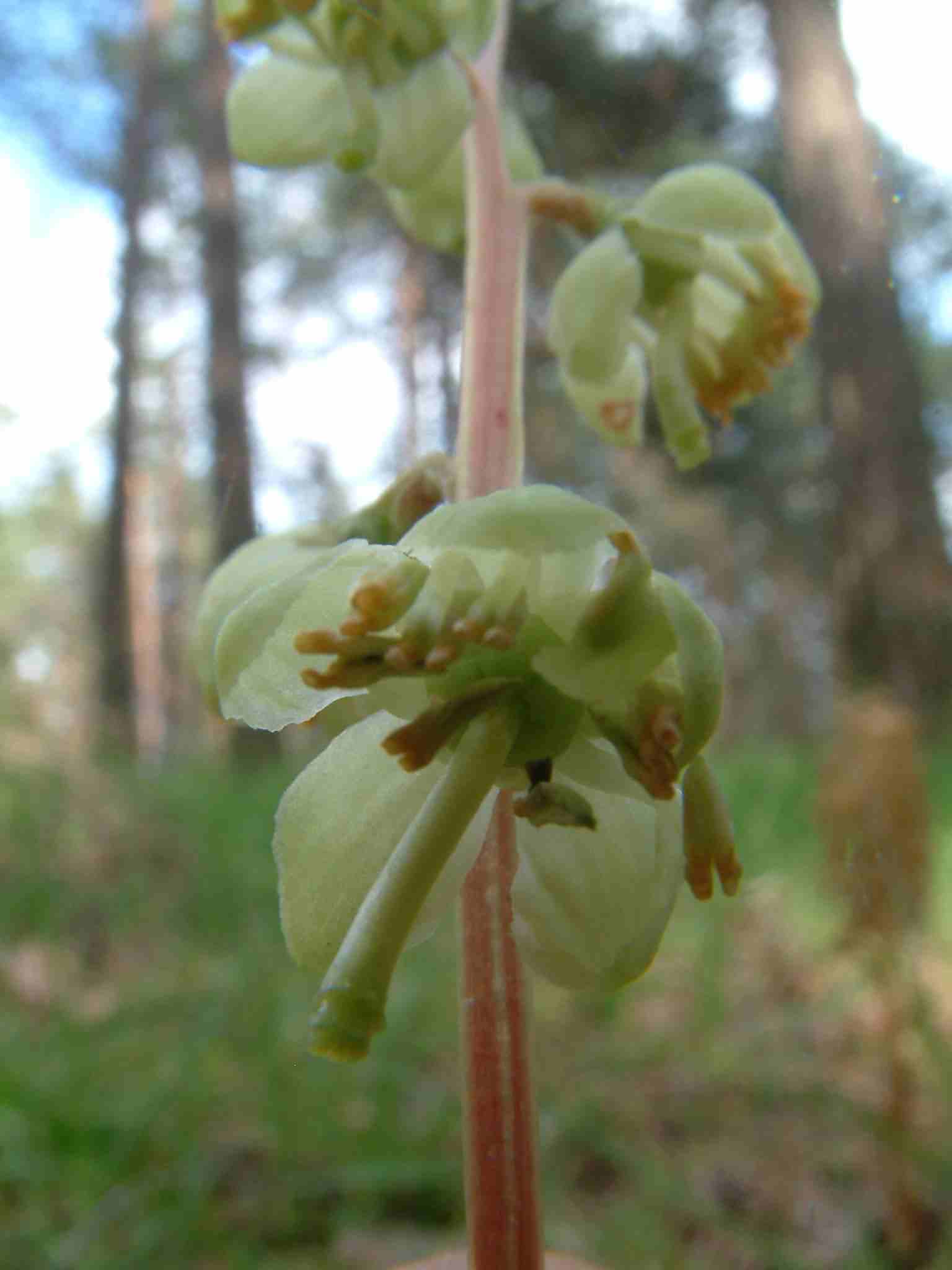 Pyrola chlorantha 2