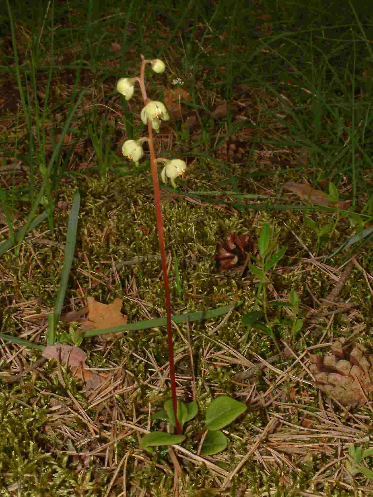 Pyrola chlorantha 1