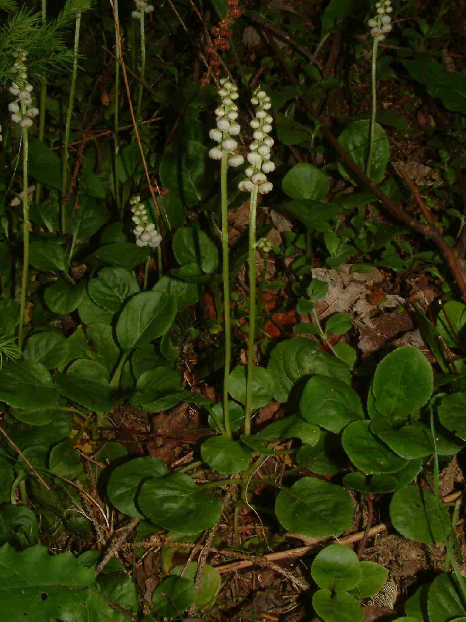 Pyrola minor 1