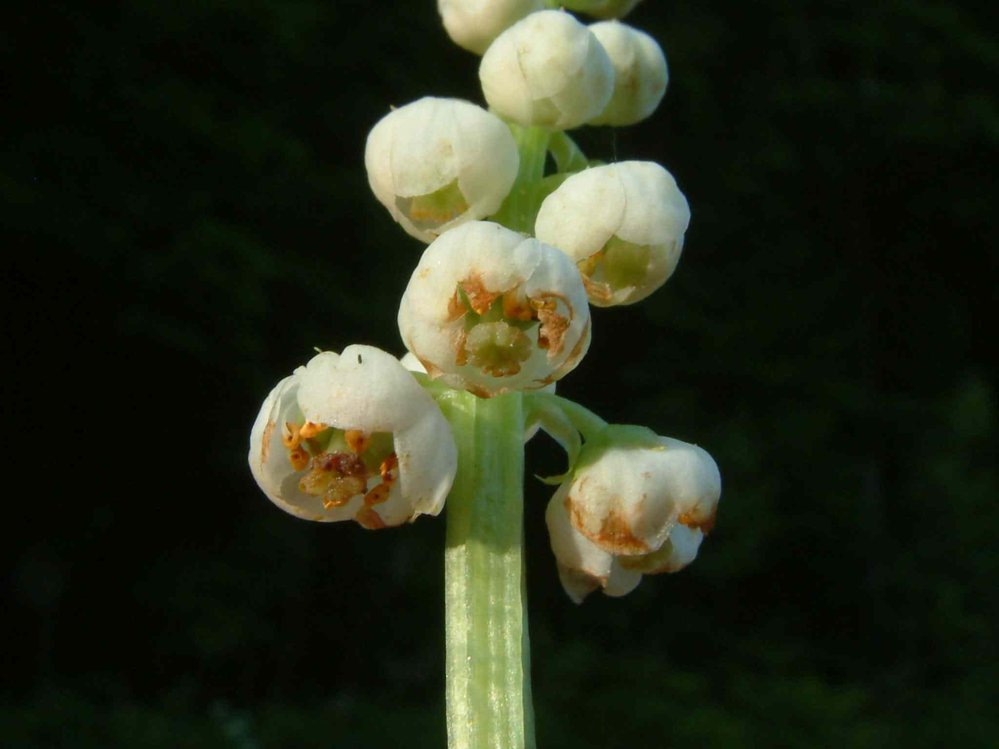 Pyrola minor 2