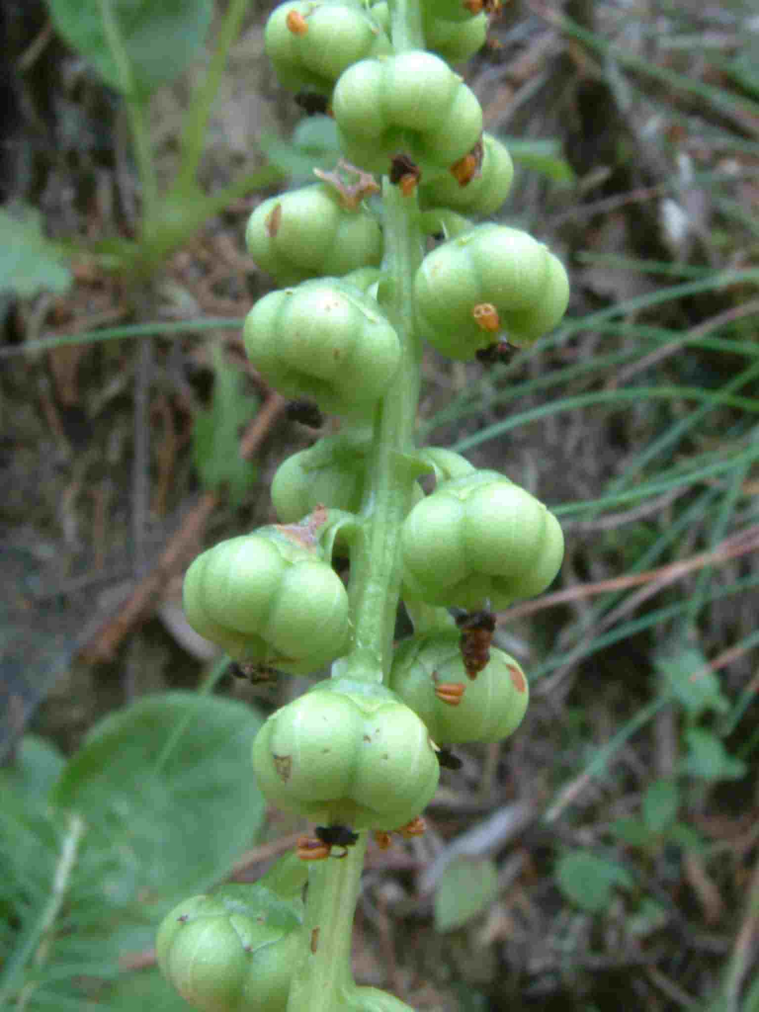 Pyrola minor 3