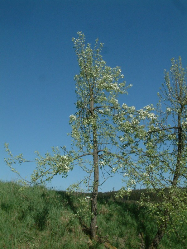 Pyrus communis 1