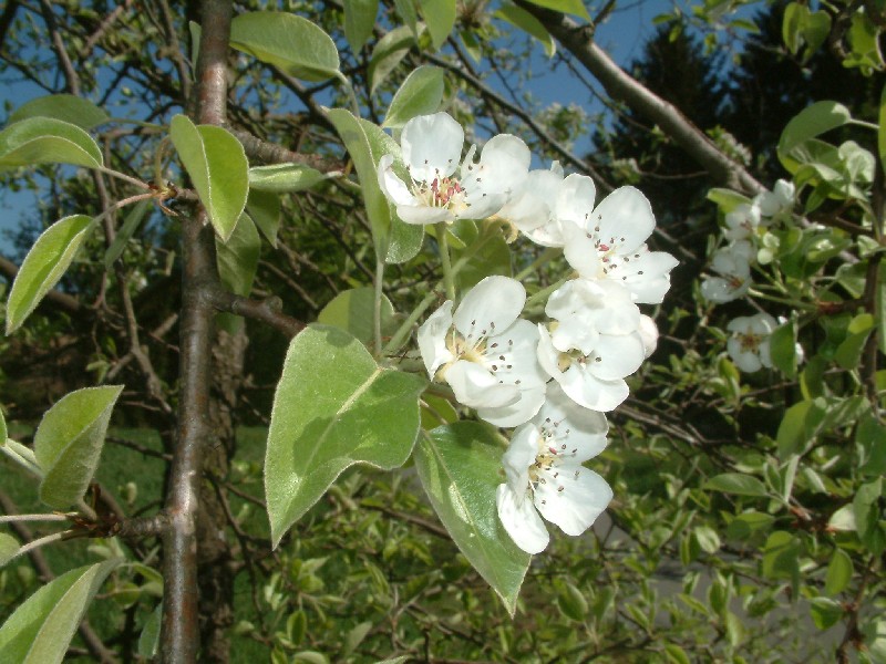 Pyrus communis 2