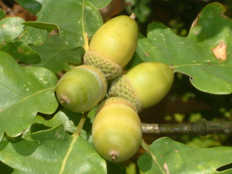 Quercus petraea 2