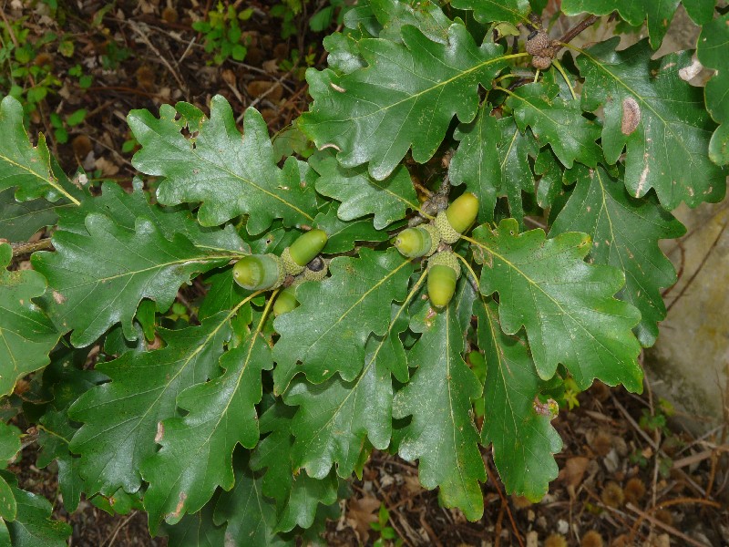 Quercus petraea 1
