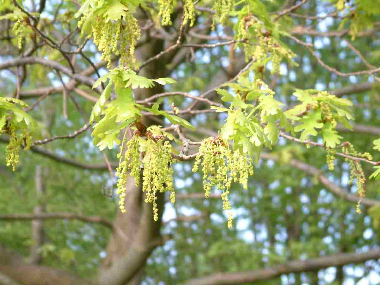 Quercus robur 1