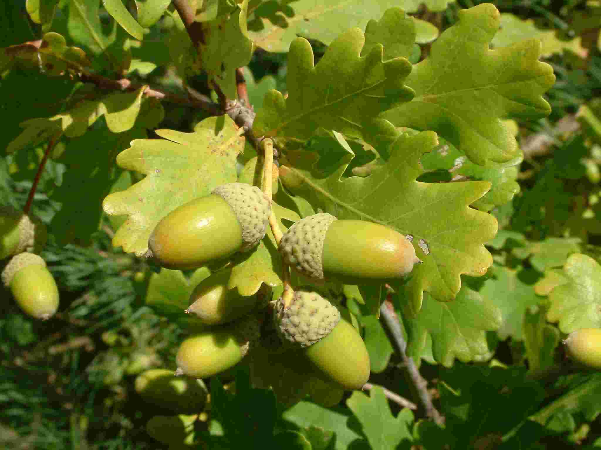 Quercus robur 3