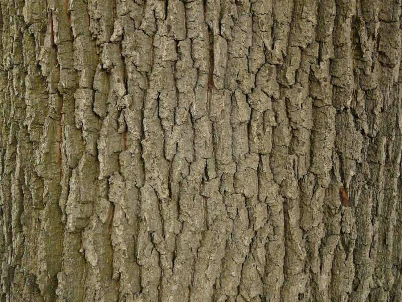 Quercus robur 4