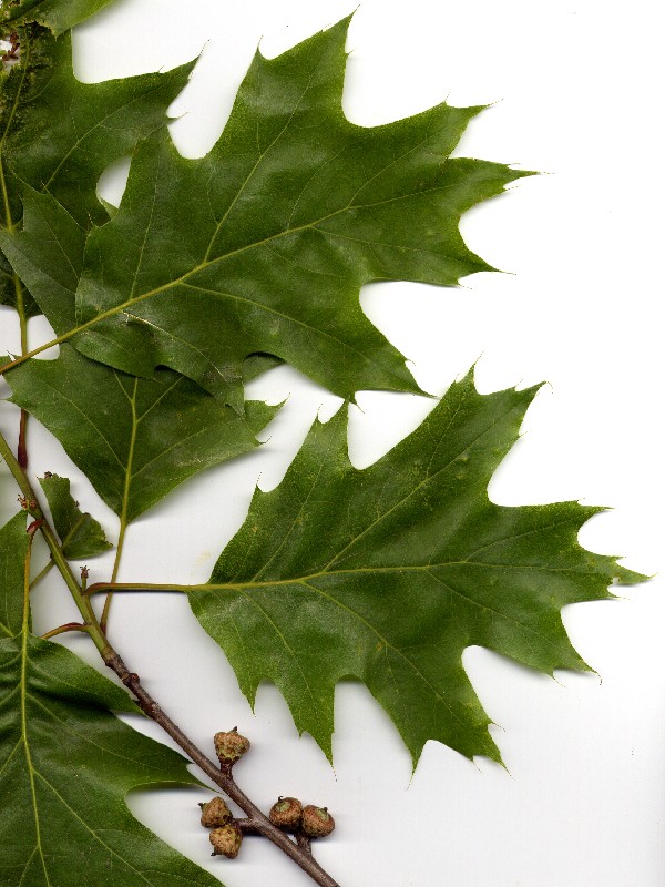 Quercus rubra 1