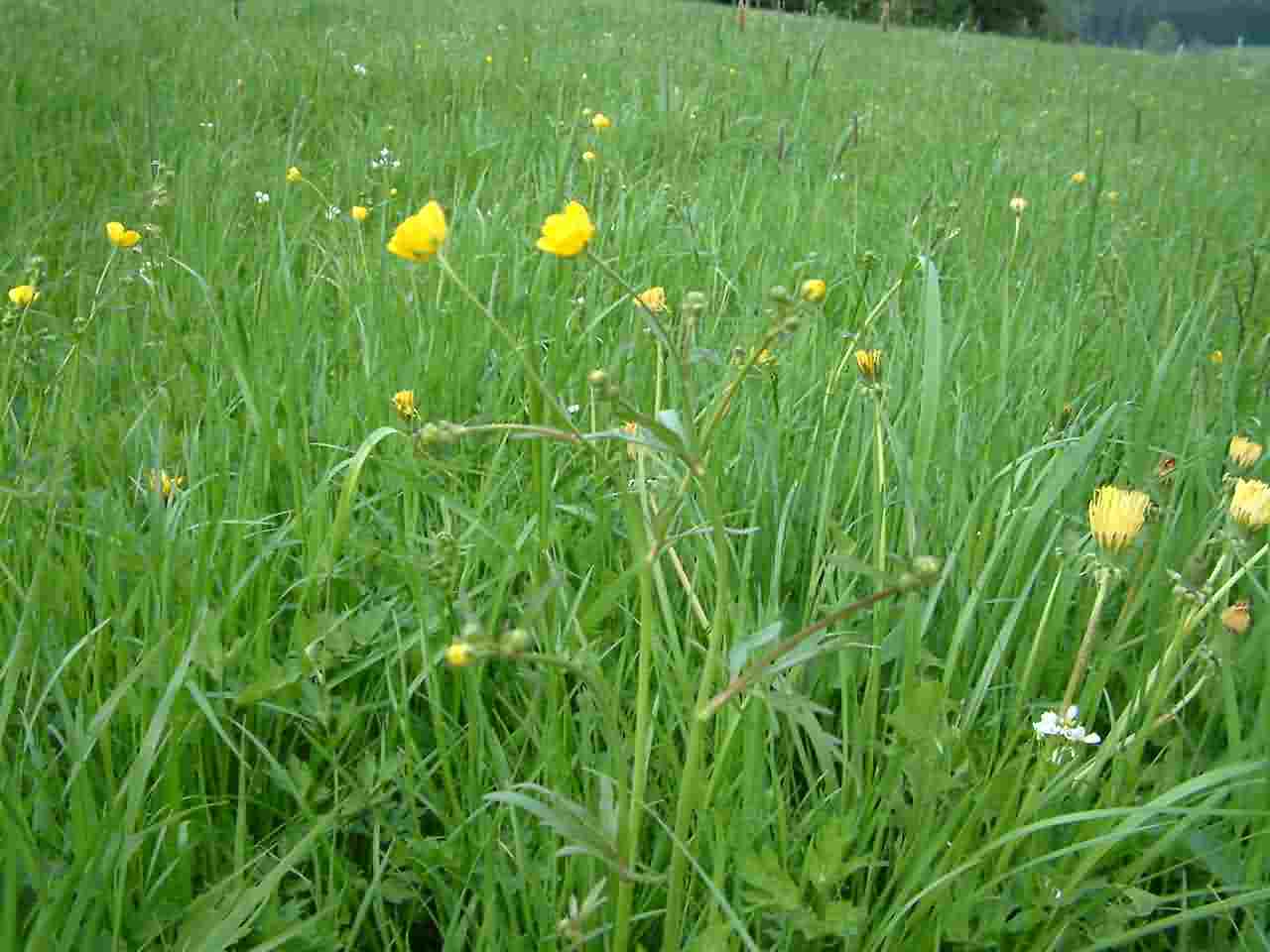 Ranunculus acris 1