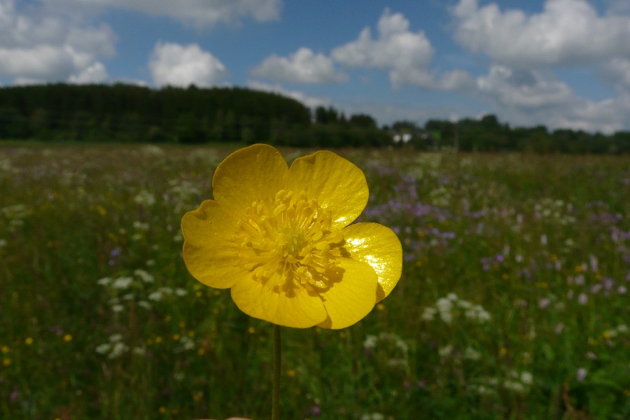 Ranunculus acris 2