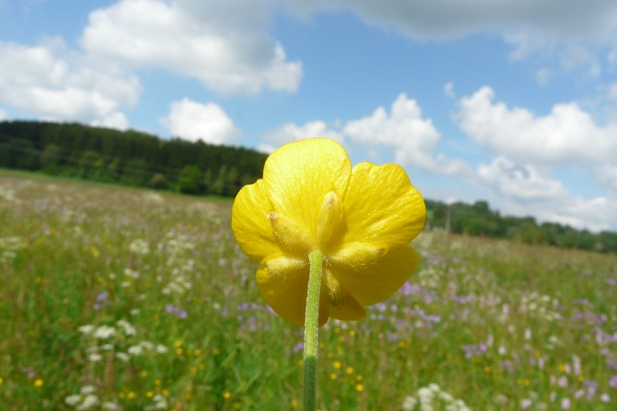 Ranunculus acris 3