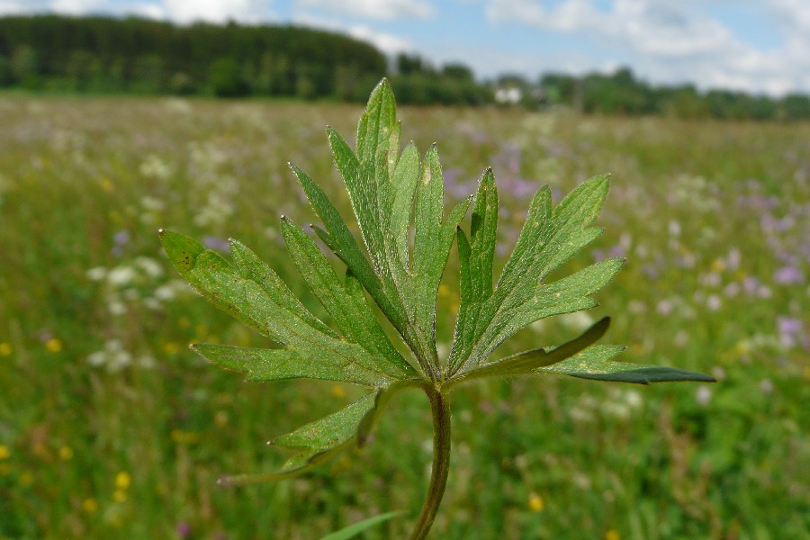 Ranunculus acris 4