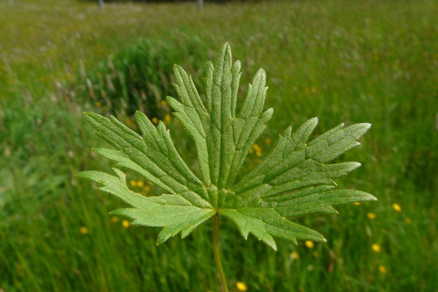 Ranunculus acris 5