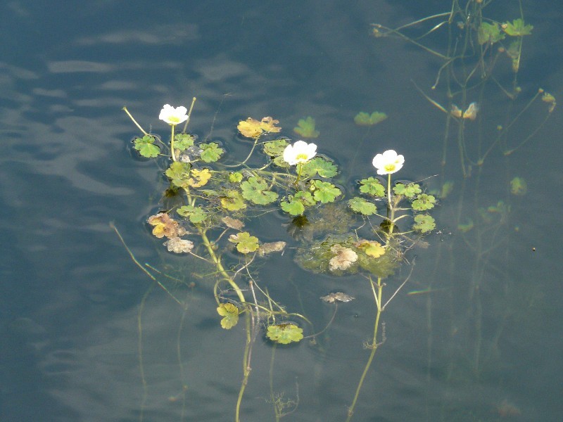 Ranunculus aquatilis 1